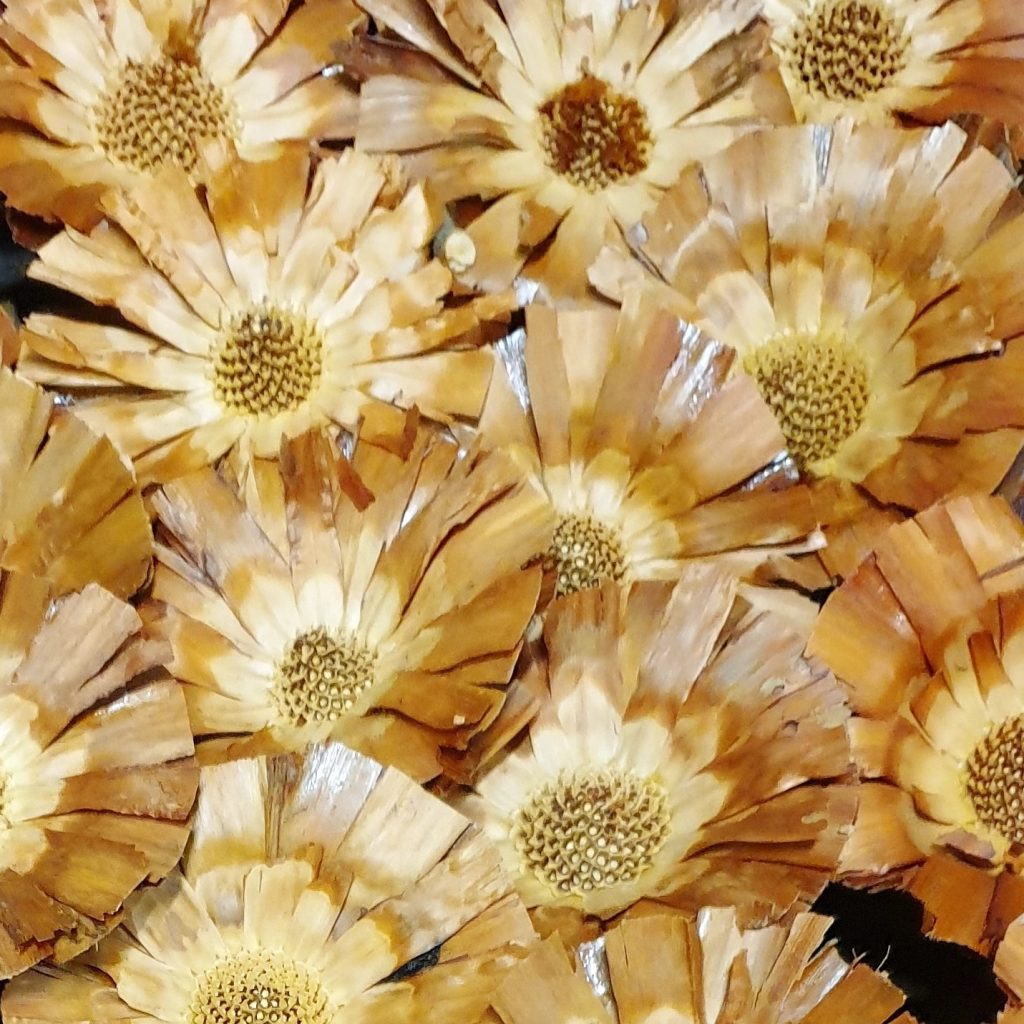 Dried Daisy - DrySupply